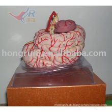 ISO sehr detailliertes Gehirnmodell mit zerebraler Arterie, Gehirn mit Arterie